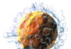 A Glitch in T cell Regulatory Pathway Could Contribute to MS
