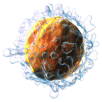 A Glitch in T cell Regulatory Pathway Could Contribute to MS A Glitch in T cell Regulatory Pathway Could Contribute to MS