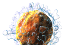 A Glitch in T cell Regulatory Pathway Could Contribute to MS A Glitch in T cell Regulatory Pathway Could Contribute to MS