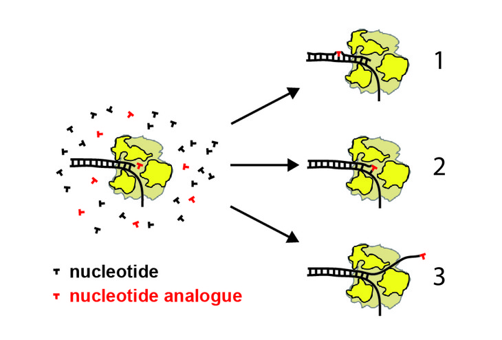 “Magnetic Tweezers” Help Identify Mode of New Anti-Viral Drug Action