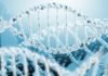 Study Illuminates Connection between EndosiRNAs and the Suppression of Transposon Activity Study on EndosiRNAs and the Suppression of Transposon Activity