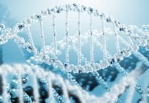 Study Illuminates Connection between EndosiRNAs and the Suppression of Transposon Activity Study on EndosiRNAs and the Suppression of Transposon Activity