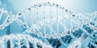 Study on EndosiRNAs and the Suppression of Transposon Activity