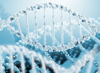 Study Illuminates Connection between EndosiRNAs and the Suppression of Transposon Activity Study on EndosiRNAs and the Suppression of Transposon Activity