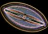 How Fossilized Diatoms Could Help Improve the Efficiency of Organic Solar Cells