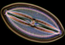 How Fossilized Diatoms Could Help Improve the Efficiency of Organic Solar Cells