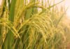 The Golden Rice Paradox: Monstrous or Misunderstood? The Golden Rice Paradox: Monstrous or Misunderstood?