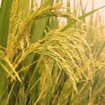 The Golden Rice Paradox: Monstrous or Misunderstood?