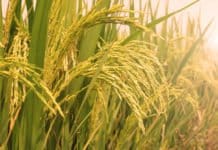 The Golden Rice Paradox: Monstrous or Misunderstood? The Golden Rice Paradox: Monstrous or Misunderstood?