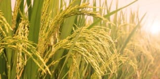 The Golden Rice Paradox: Monstrous or Misunderstood?