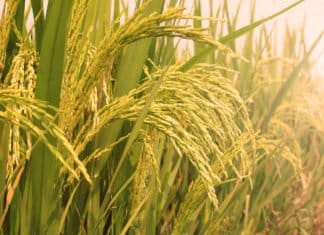 The Golden Rice Paradox: Monstrous or Misunderstood?