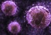 Study Unveils New Immune Cell Precursor Opening Door to Improved Vaccine for HIV Study Unveils New Immune Cell Precursor Leads to Improved HIV Vaccine
