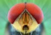 Insect Numbers Take a Nosedive, Scientists Warn of Impending “Ecological Armageddon”