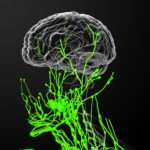 First Evidence of the Body’s Waste System in Human Brain