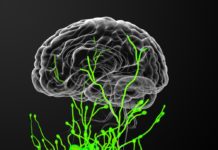 First Evidence of the Body’s Waste System in Human Brain