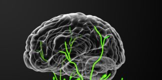 First Evidence of the Body’s Waste System in Human Brain