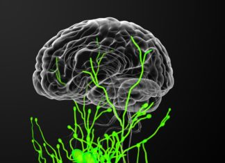 First Evidence of the Body’s Waste System in Human Brain