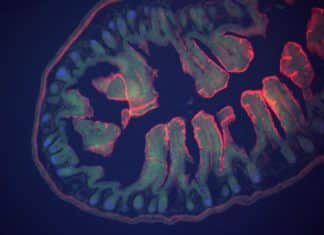 Scientists Implant Stem-Cell-Derived Small Bowel Segments Into Rats