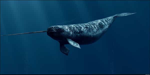 NASA-Recruited Narwhals to Help Document Melting Arctic Ice