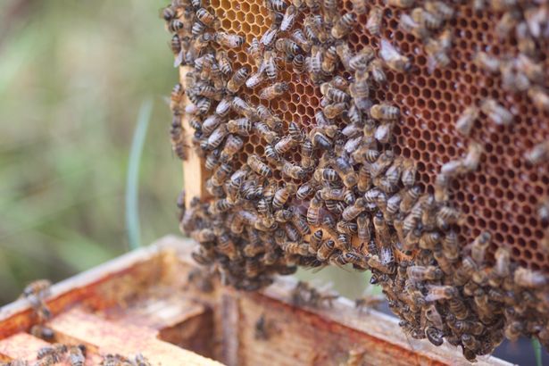 Scientists Warn of Impending “Ecological Armageddon”