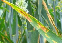 Study Smokes out Gene That Turns Fungi into Pathogens