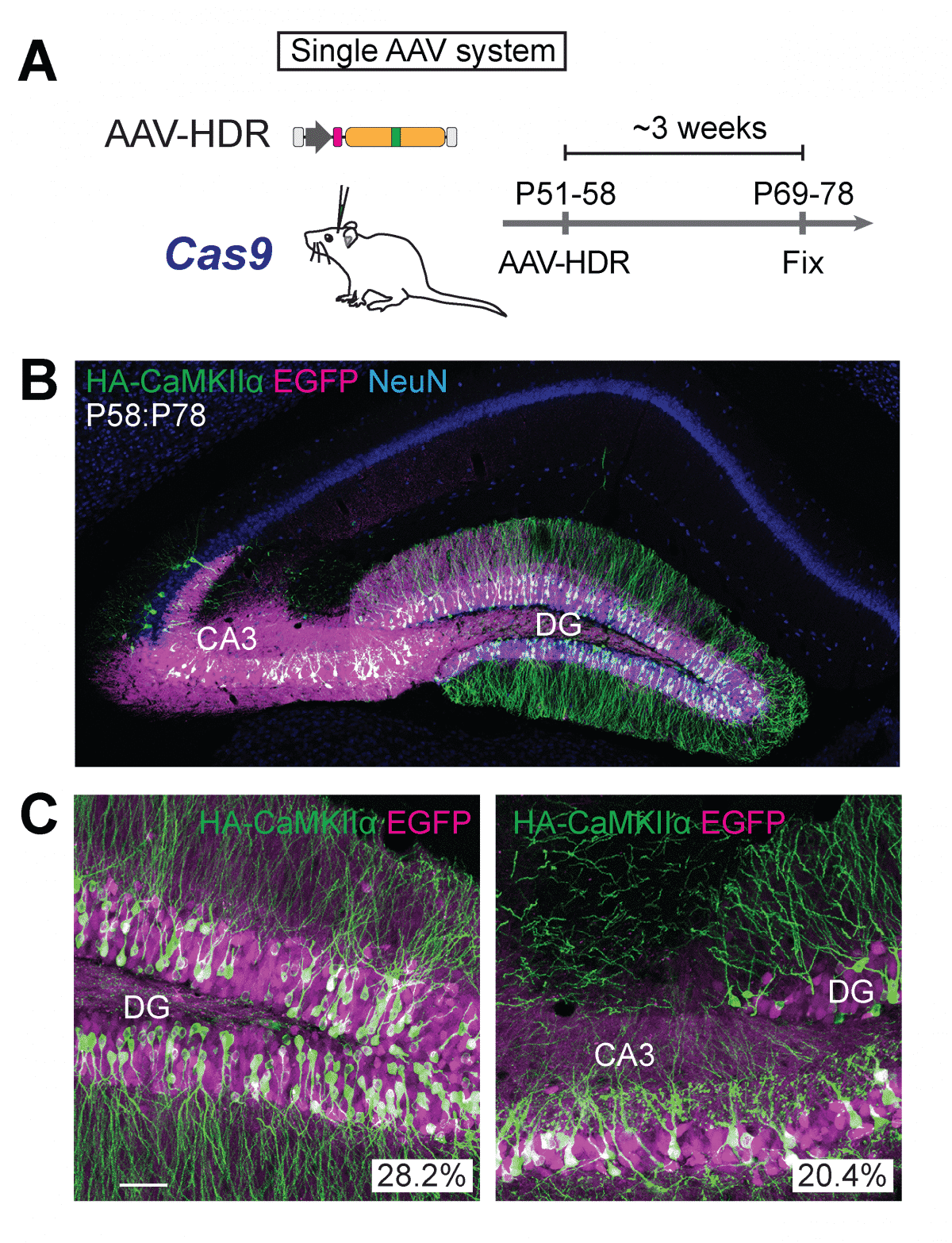 Neuroscientists Develop Novel Tool for Precise Gene Editing in Neurons