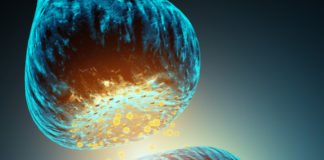 Study Exonerates “Gatekeeper” Neurotransmitters In Pain Transmission