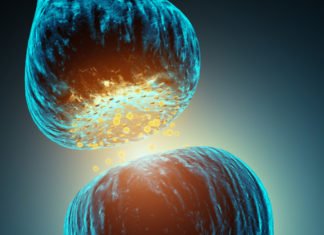 Study Exonerates “Gatekeeper” Neurotransmitters In Pain Transmission