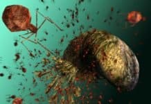 Century Old Viruses May Be Our Best Bet Against Antibiotic Resistance