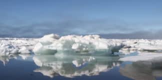 NASA-Recruited Narwhals to Help Document Melting Arctic Ice