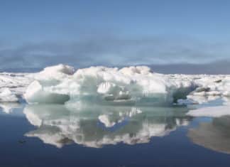 NASA-Recruited Narwhals to Help Document Melting Arctic Ice NASA-Recruited Narwhals to Help Document Melting Arctic Ice