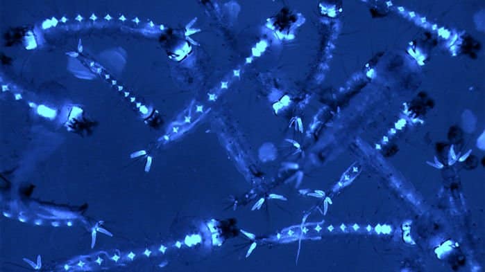 Mosquito Gut Flora Could Hold Key To Cutting Malaria Spread