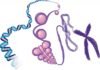 New Histone Modifications Explain Gene Expression, Metabolism Tie-Up New Histone Modifications Explain Gene Expression, Metabolism Tie-Up
