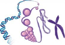 New Histone Modifications Explain Gene Expression, Metabolism Tie-Up New Histone Modifications Explain Gene Expression, Metabolism Tie-Up