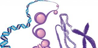 New Histone Modifications Explain Gene Expression, Metabolism Tie-Up