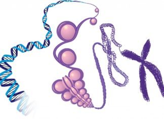 New Histone Modifications Explain Gene Expression, Metabolism Tie-Up