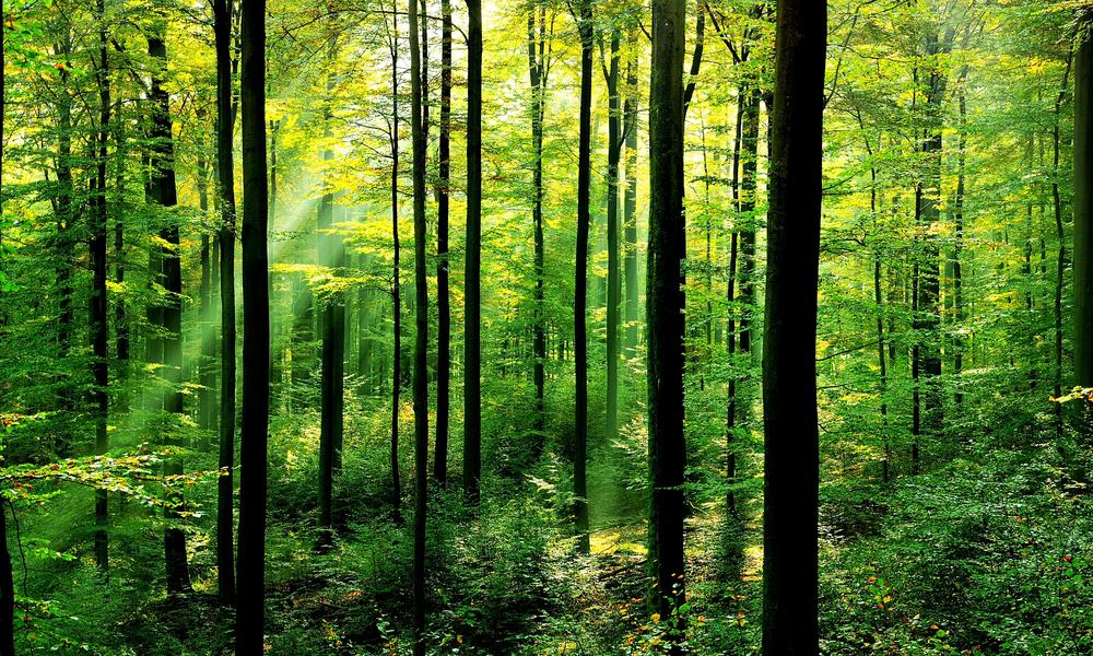 Efforts to Remedy Climate Change Could Be Just As Impactful As Ending Oil Use