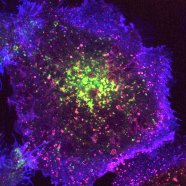 Scientists Trigger Endocytosis on Demand by ‘Hotwiring’ Cells
