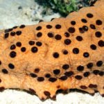 More Than Meets The Eye- Sea Cucumbers Provide Insights Into Tissue Regeneration The Eye- Sea Cucumbers Provide Insights Into Tissue Regeneration