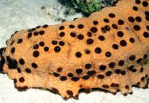 More Than Meets The Eye- Sea Cucumbers Provide Insights Into Tissue Regeneration The Eye- Sea Cucumbers Provide Insights Into Tissue Regeneration