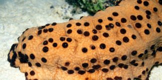 The Eye- Sea Cucumbers Provide Insights Into Tissue Regeneration