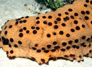 More Than Meets The Eye- Sea Cucumbers Provide Insights Into Tissue Regeneration The Eye- Sea Cucumbers Provide Insights Into Tissue Regeneration