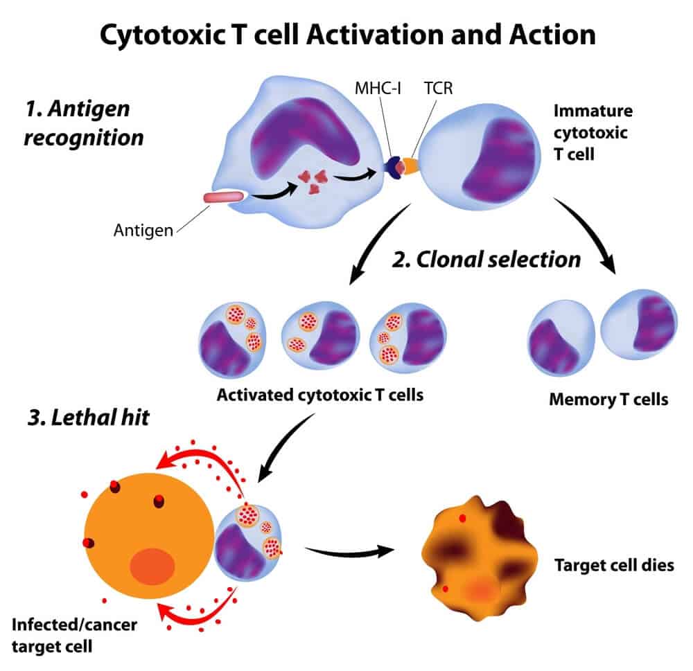 Researchers Release the Brake on the Immune System