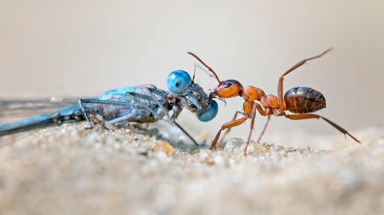 Scientists Warn of Impending “Ecological Armageddon”