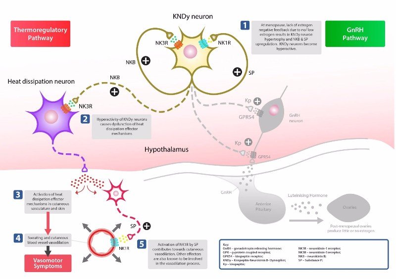 New Spin-Out Biotech To Advance Alternative Menopause Treatment