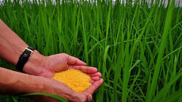 The Golden Rice Paradox: Monstrous or Misunderstood?