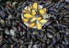 Mussel -Mimicking: Scientists Develop New Stretchy, Self-Healing Material Inspired By Mussels Scientists Develop New , Self-Healing Material Inspired By Mussels