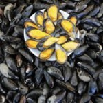 Scientists Develop New , Self-Healing Material Inspired By Mussels