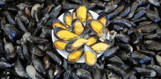 Scientists Develop New , Self-Healing Material Inspired By Mussels