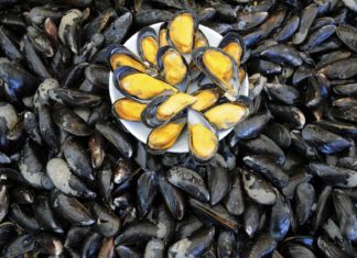 Scientists Develop New , Self-Healing Material Inspired By Mussels